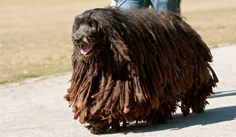 https://www.puppyarea.com/wp-content/uploads/2020/09/Bergamasco-Sheepdog-1.jpg