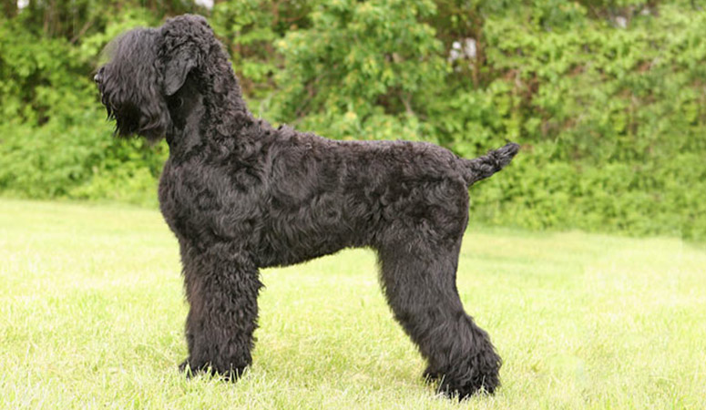 https://www.puppyarea.com/wp-content/uploads/2020/09/Black-Russian-Terrier-1.jpg