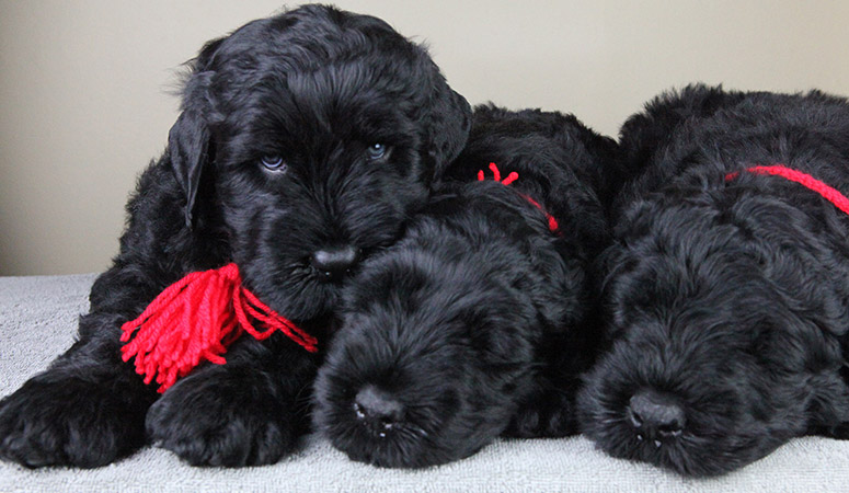 Black Russian Terrier | Puppy Area