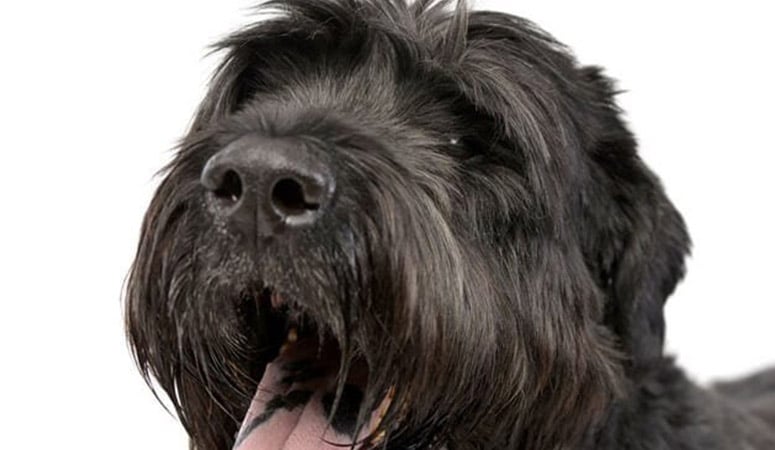 Black Russian Terrier | Puppy Area