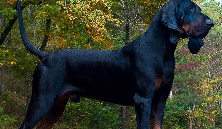 https://www.puppyarea.com/wp-content/uploads/2020/09/Black-and-Tan-Coonhound-1.jpg