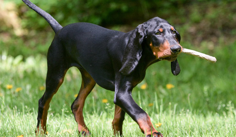 Black and Tan Coonhound | Puppy Area