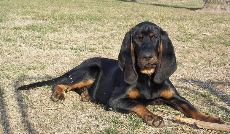 Black and Tan Coonhound | Puppy Area