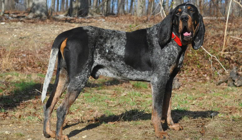 https://www.puppyarea.com/wp-content/uploads/2020/09/Bluetick-Coonhound-1.jpg