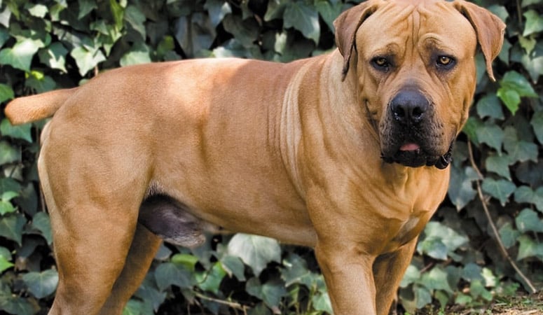 https://www.puppyarea.com/wp-content/uploads/2020/09/Boerboel-1.jpg