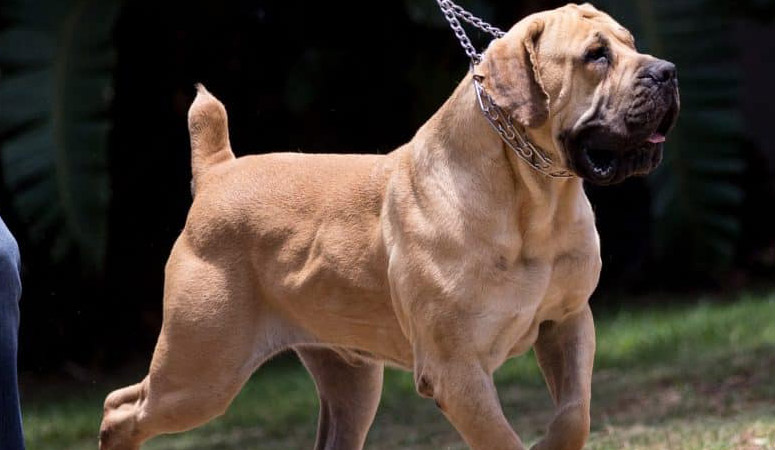 Boerboel