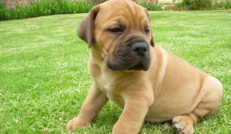 Boerboel