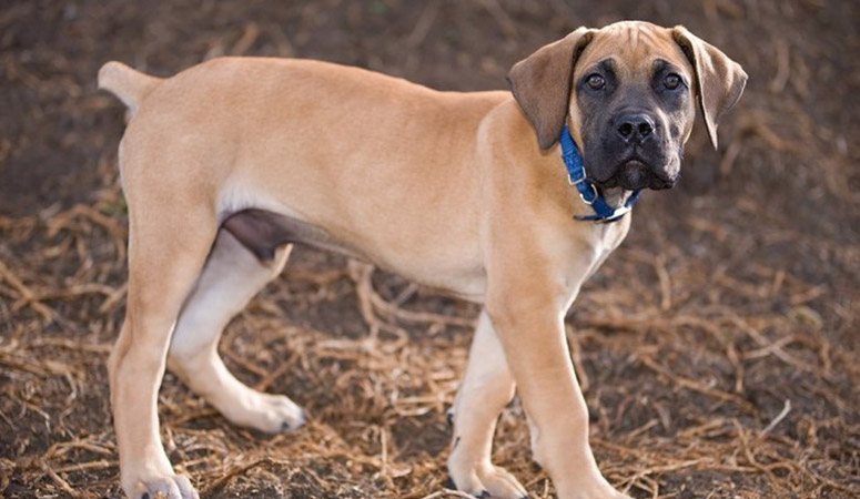 Boerboel | Puppy Area