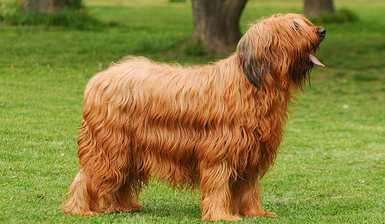 https://www.puppyarea.com/wp-content/uploads/2020/09/Briard-1.jpg