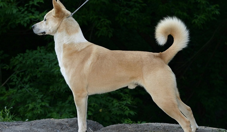 https://www.puppyarea.com/wp-content/uploads/2020/09/Canaan-Dog-1.jpg