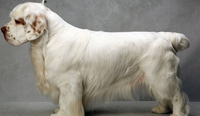 Clumber Spaniel | Puppy Area