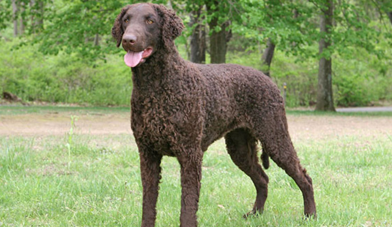 https://www.puppyarea.com/wp-content/uploads/2020/09/Curly-Coated-Retriever-1.jpg