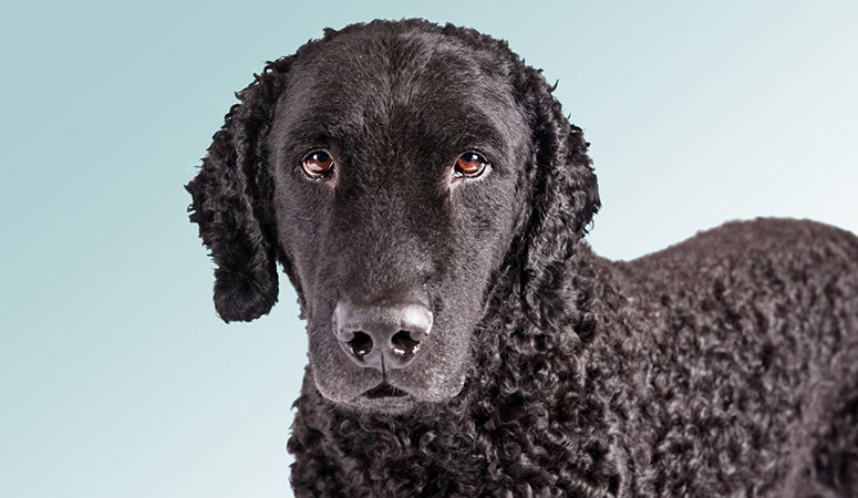 Curly-Coated Retriever