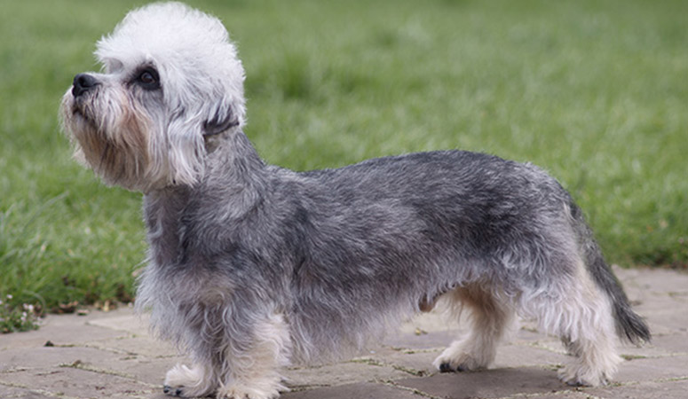 https://www.puppyarea.com/wp-content/uploads/2020/09/Dandie-Dinmont-Terrier-1.jpg