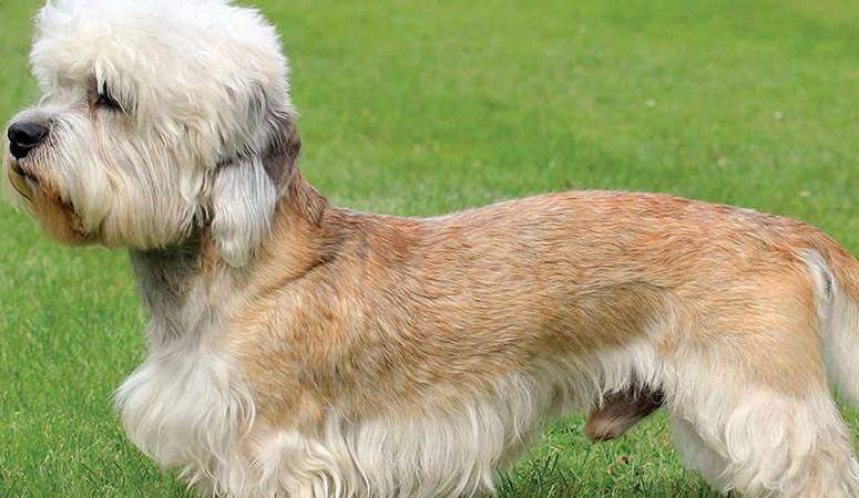 Dandie Dinmont Terrier