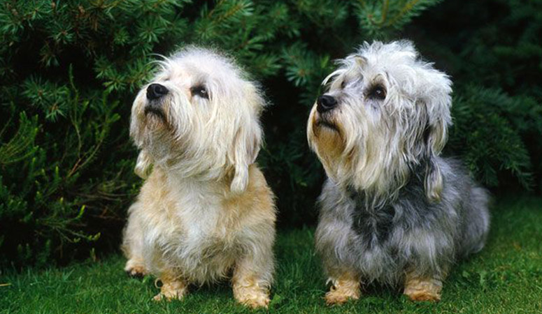 Dandie Dinmont Terrier