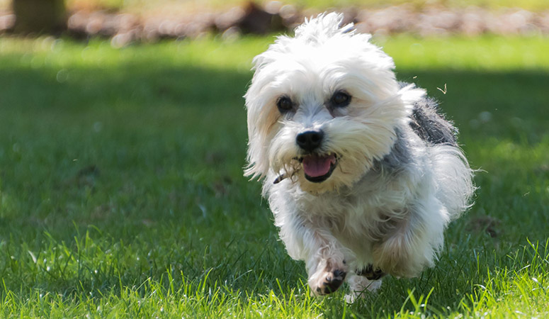 Dandie Dinmont Terrier