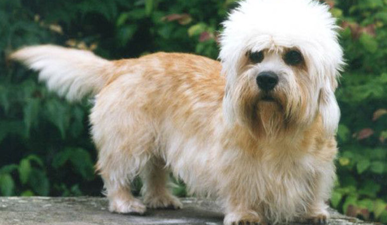 Dandie Dinmont Terrier