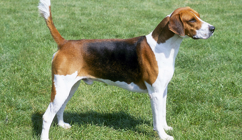 https://www.puppyarea.com/wp-content/uploads/2020/09/English-Foxhound-1.jpg