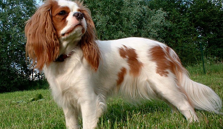 https://www.puppyarea.com/wp-content/uploads/2020/09/English-Toy-Spaniel-1.jpg