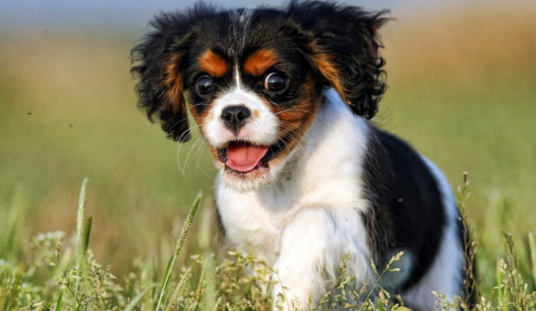 spaniel cuddly toy