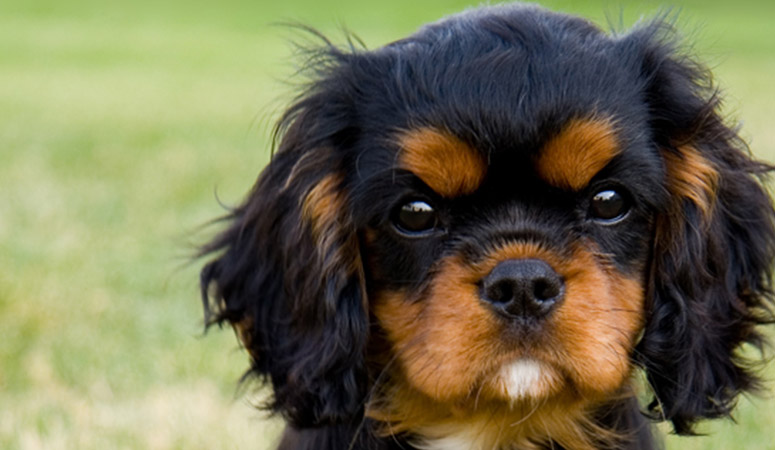 black spaniel cuddly toy
