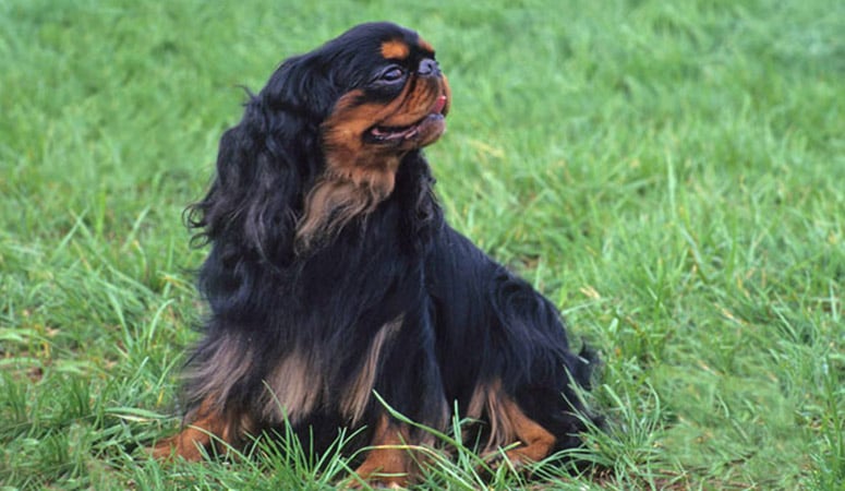 black spaniel cuddly toy