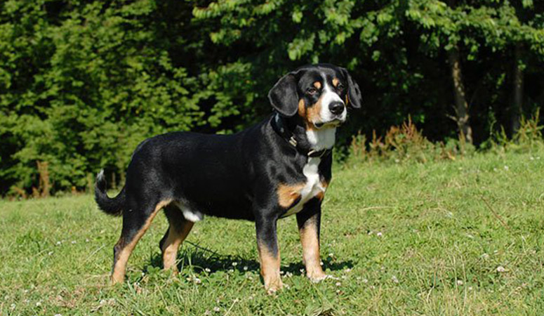 https://www.puppyarea.com/wp-content/uploads/2020/09/Entlebucher-Mountain-Dog-1.jpg