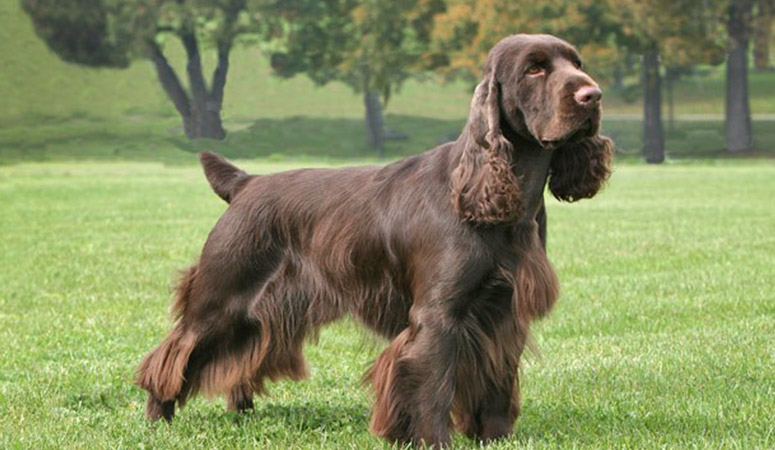 https://www.puppyarea.com/wp-content/uploads/2020/09/Field-Spaniel-1.jpg