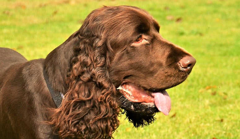 Field Spaniel | Puppy Area