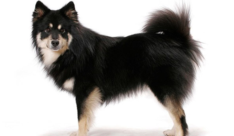 https://www.puppyarea.com/wp-content/uploads/2020/09/Finnish-Lapphund-1.jpg