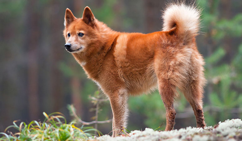 https://www.puppyarea.com/wp-content/uploads/2020/09/Finnish-Spitz-1.jpg