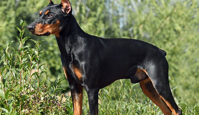 https://www.puppyarea.com/wp-content/uploads/2020/09/German-Pinscher-1.jpg