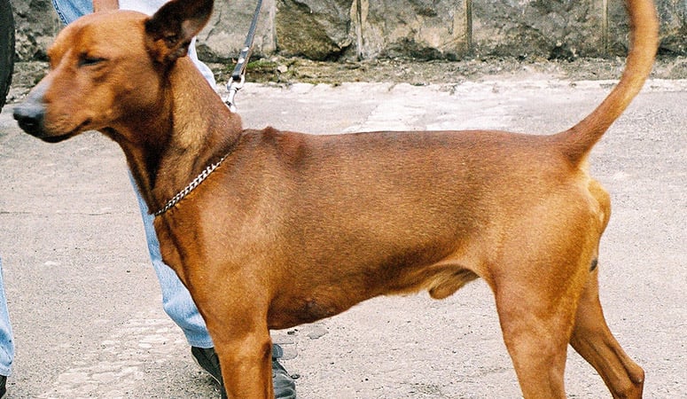 German Pinscher