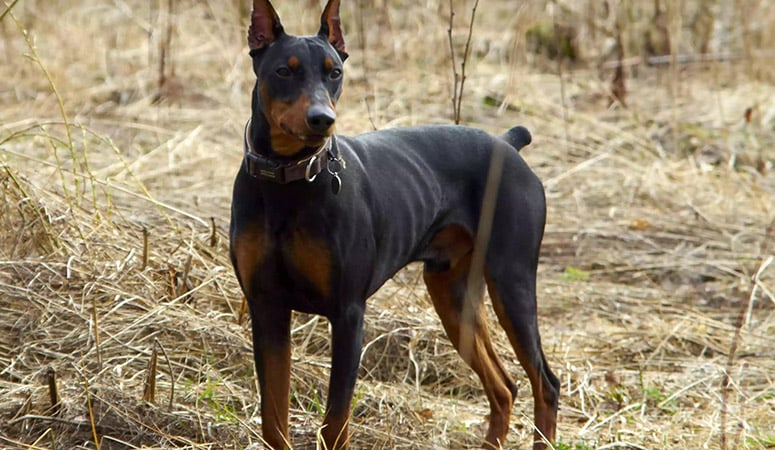 German Pinscher