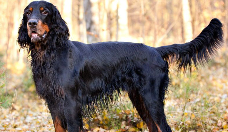 https://www.puppyarea.com/wp-content/uploads/2020/09/Gordon-Setter-1.jpg