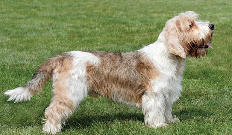 https://www.puppyarea.com/wp-content/uploads/2020/09/Grand-Basset-Griffon-Vendéen-1.jpg