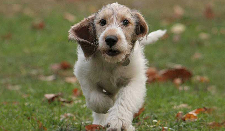 Grand Basset Griffon Vendéen Puppy Area