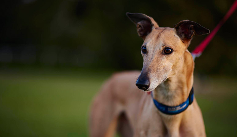 Greyhound | Puppy Area