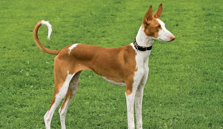 https://www.puppyarea.com/wp-content/uploads/2020/09/Ibizan-Hound-1.jpg