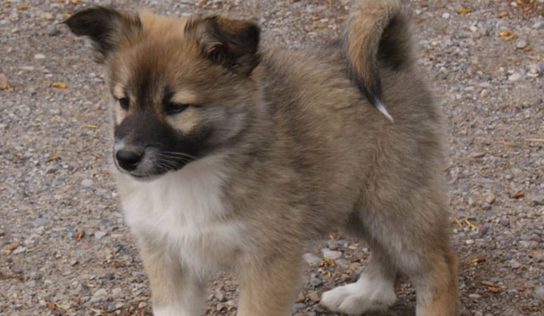 Icelandic Sheepdog | Puppy Area
