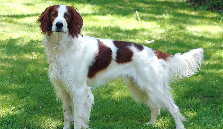 https://www.puppyarea.com/wp-content/uploads/2020/09/Irish-Red-and-White-Setter-1.jpg