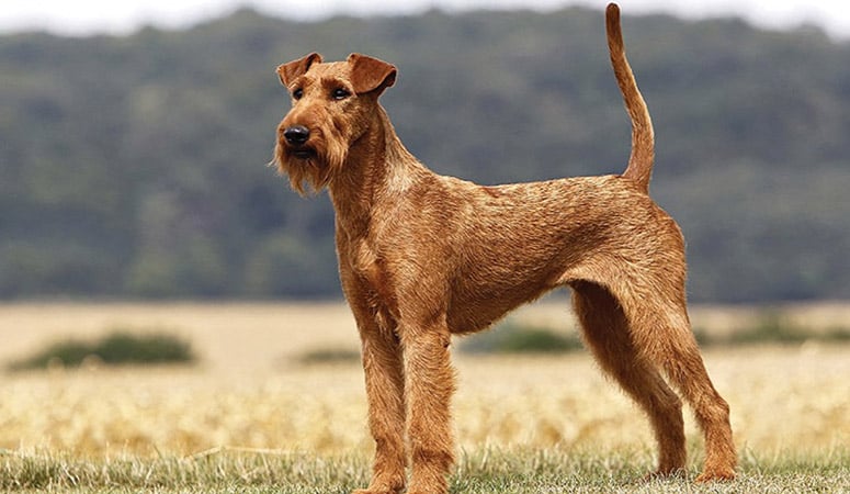 https://www.puppyarea.com/wp-content/uploads/2020/09/Irish-Terrier-1.jpg