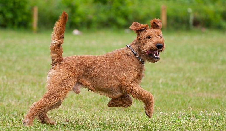 Irish Terrier