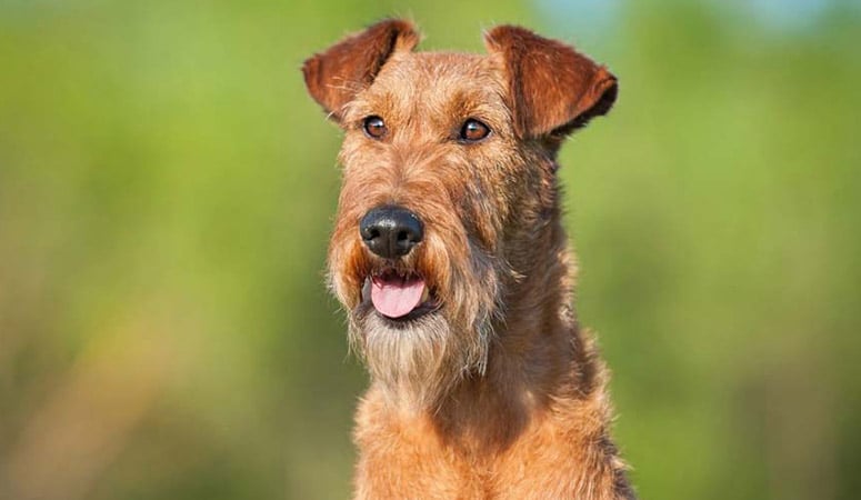 Irish Terrier