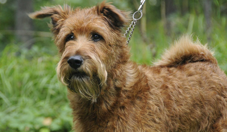 Irish Terrier