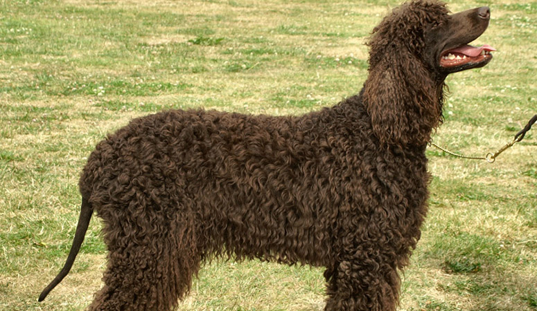 https://www.puppyarea.com/wp-content/uploads/2020/09/Irish-Water-Spaniel-1.jpg