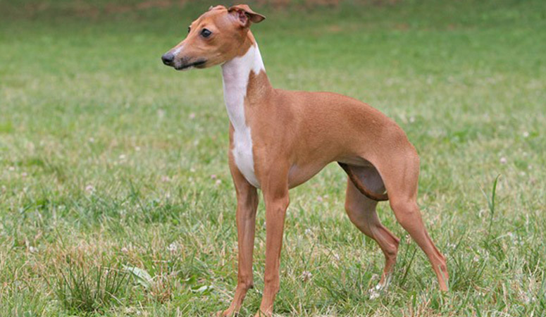 https://www.puppyarea.com/wp-content/uploads/2020/09/Italian-Greyhound-1.jpg