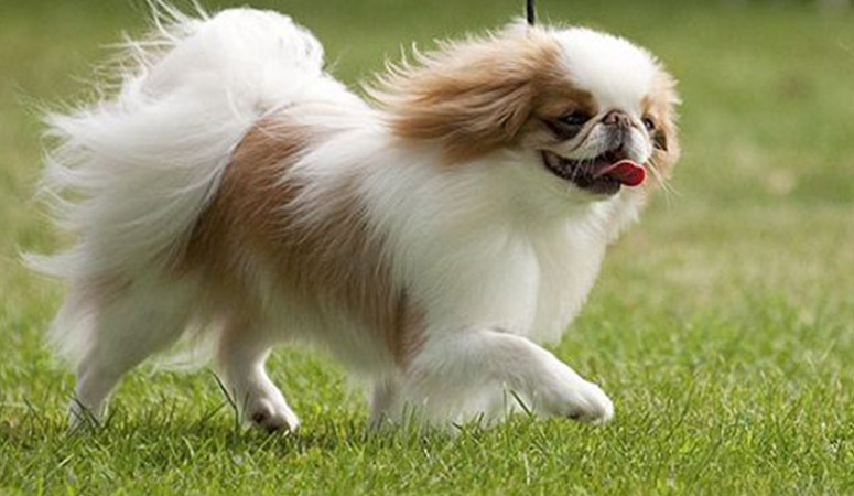 https://www.puppyarea.com/wp-content/uploads/2020/09/Japanese-Chin-1.jpg