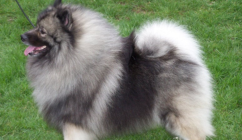 https://www.puppyarea.com/wp-content/uploads/2020/09/Keeshond-1.jpg